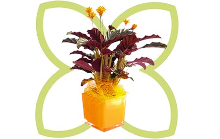 Vaso di fiori con pianta da interno